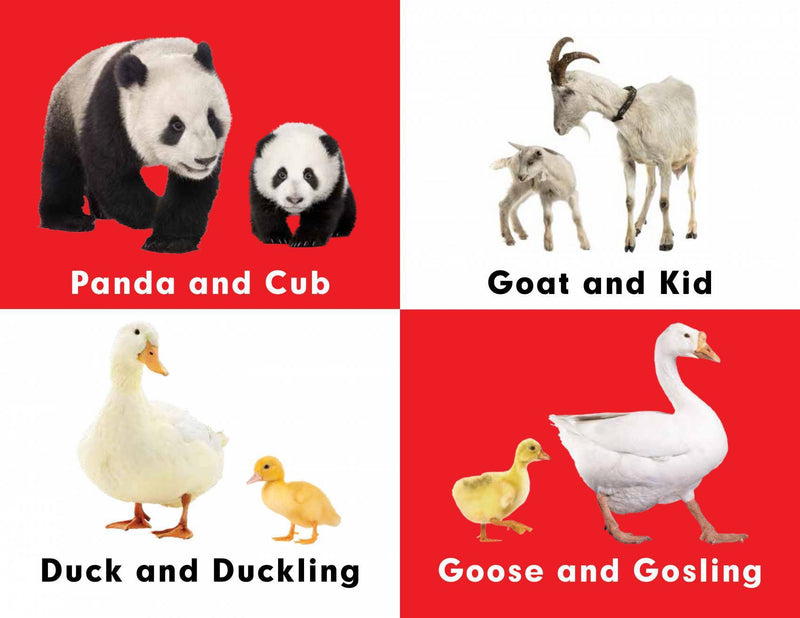 Pegasus Baby Animals : A To Z Learning - The Kids Circle