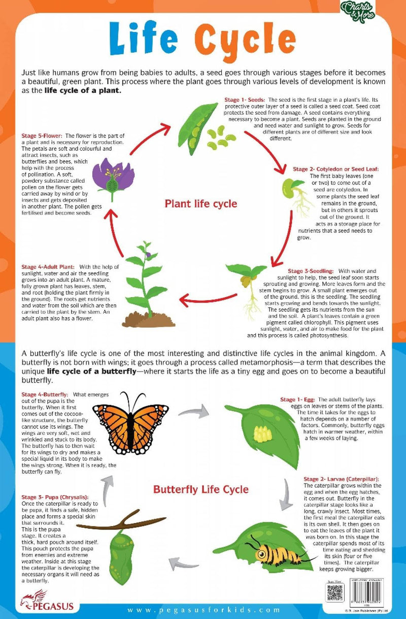 Pegasus Plant & Butterfly Life Cycle Chart - Thick Laminated Chart - The Kids Circle