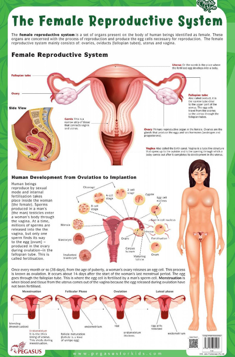 Pegasus The Female Reproductive System - Thick Laminated Chart - The Kids Circle