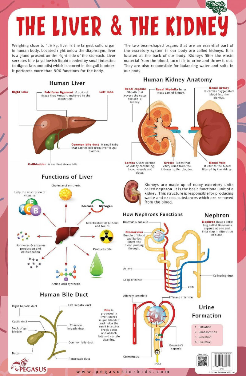 Pegasus The Liver & The Kidney - Thick Laminated Chart Wall Chart - The Kids Circle