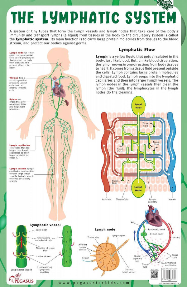 Pegasus The Lymphatic System - Thick Laminated Chart - The Kids Circle