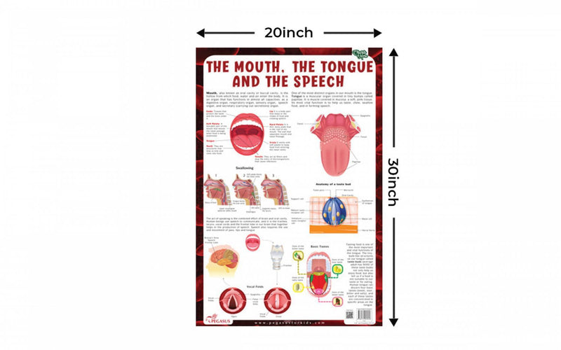 Pegasus The Mouth, The Tongue And The Speech - Thick Laminated Chart - The Kids Circle